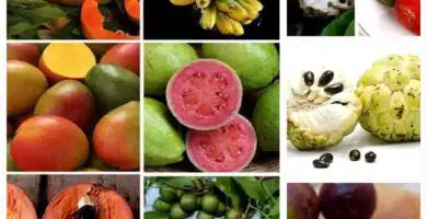 Frutas de Cuba