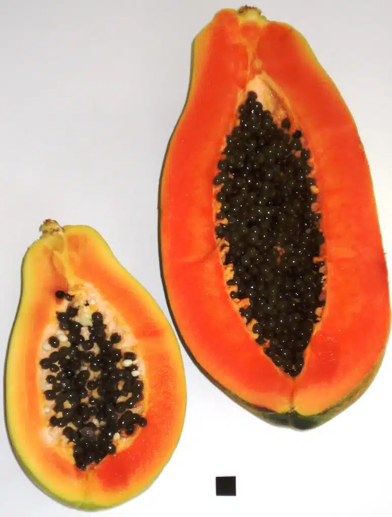 Frutabomba o papaya